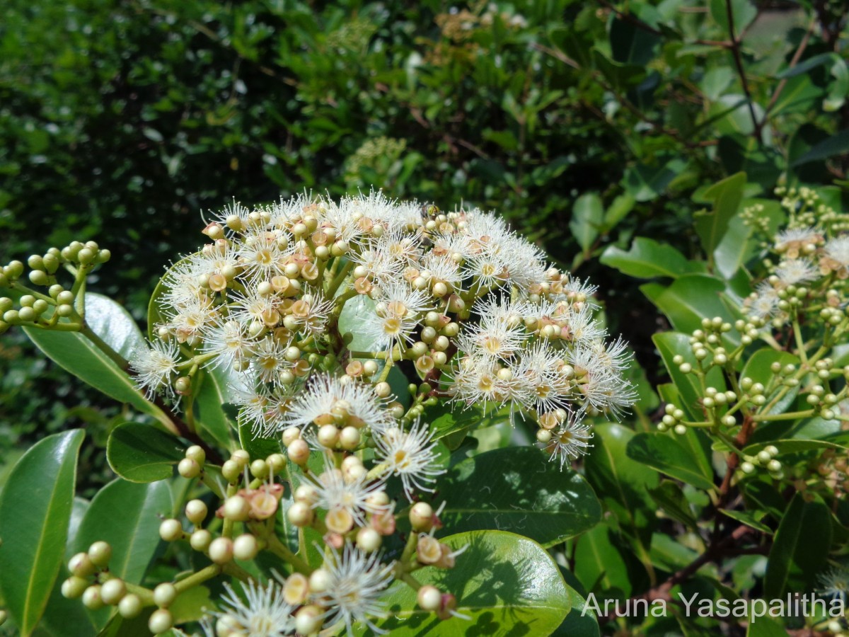 Syzygium caryophyllatum (L.) Alston